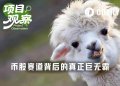 独占94%市场份额,谁是币股竞赛背后的真正赢家?